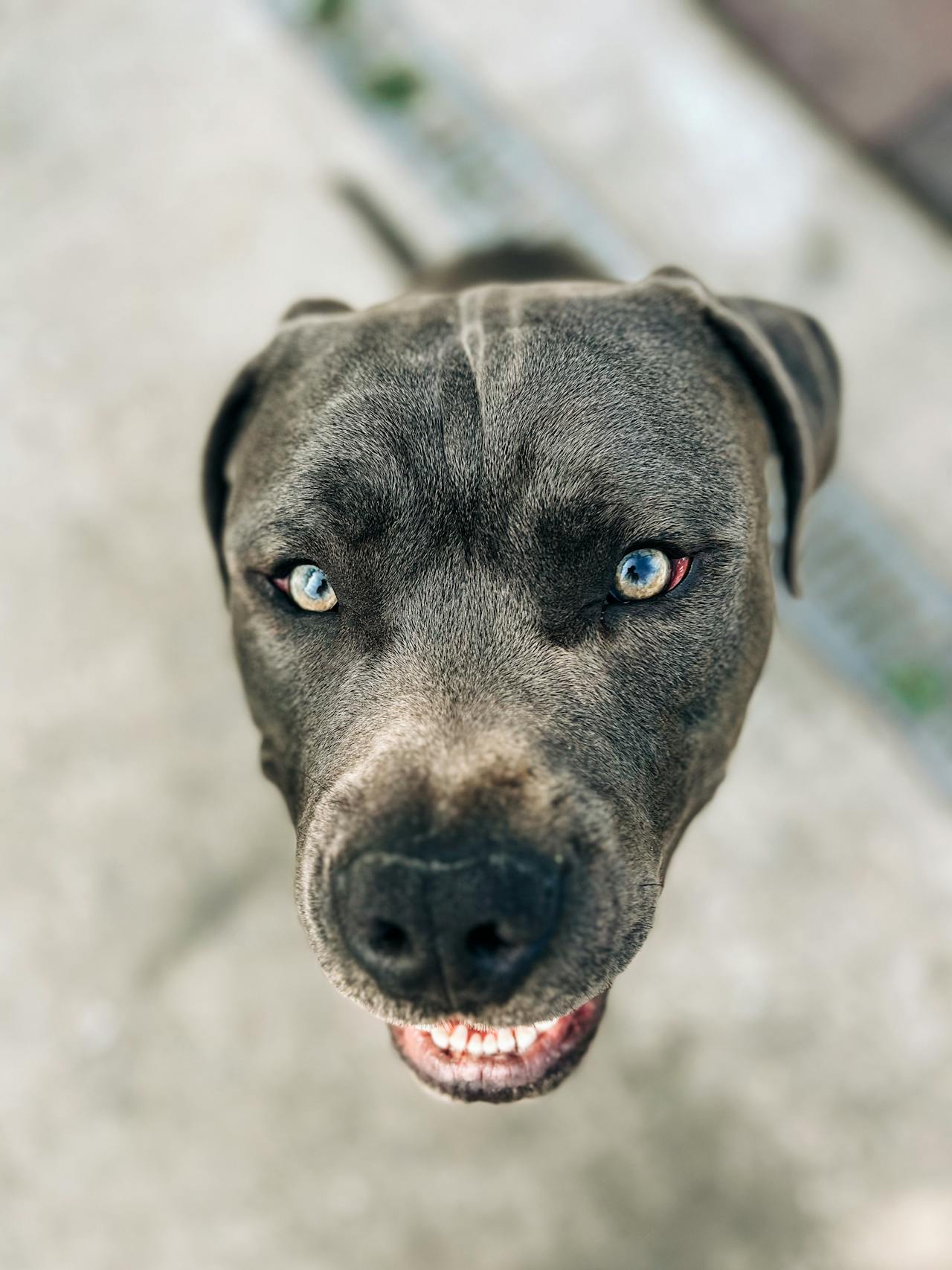 World Top Dangerous Dog 10 Most Top 30 Dangerous Dogs Exploring