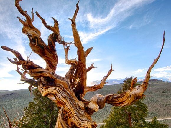 Old Tree Names Oldest Trees In The World