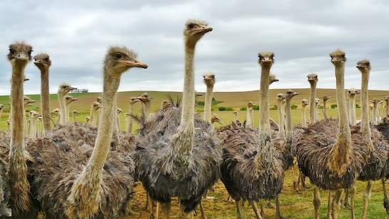 Ostrich, Emu Ancestors Could Fly, Scientists Discover