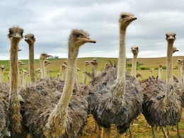 Ostrich, Emu Ancestors Could Fly, Scientists Discover Ostrich, Emu Ancestors Could Fly, Scientists Discover