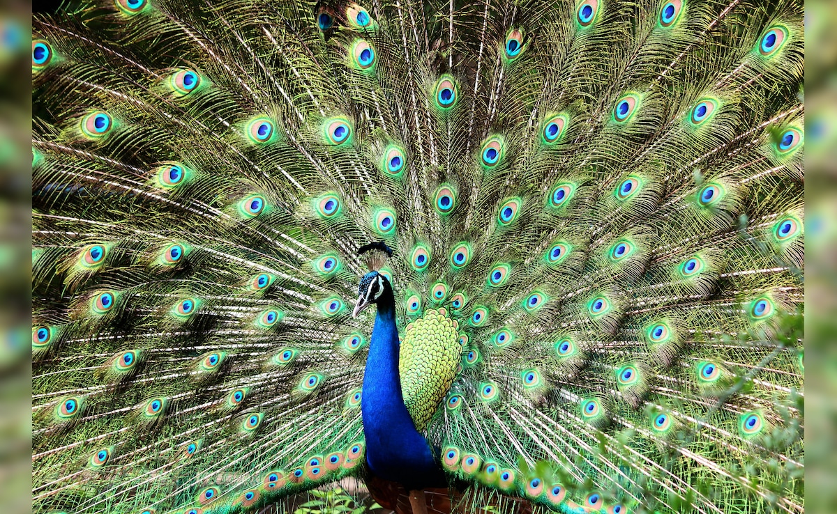 Latest and Breaking News on NDTV