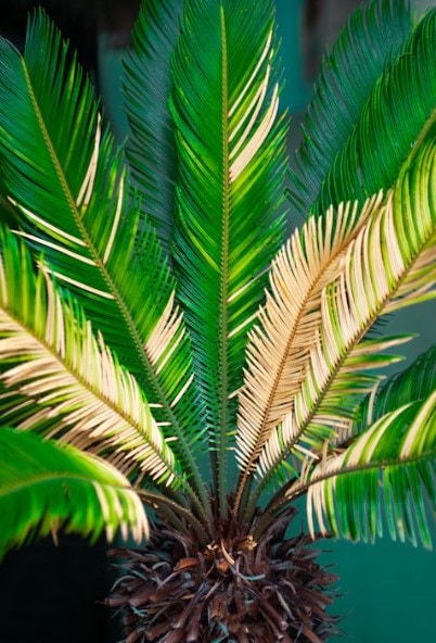 Plants That Are Poisonous For Dogs