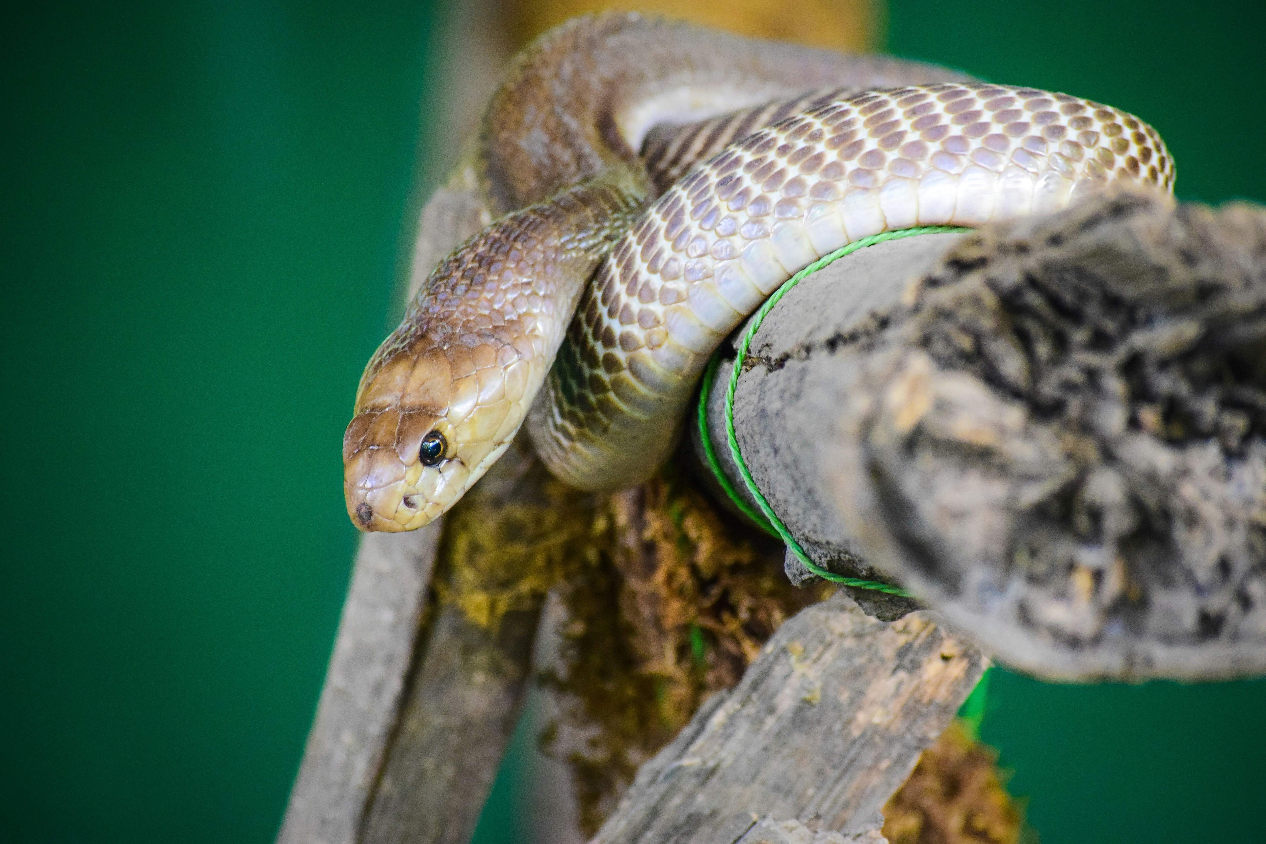 Plants That Attract Snakes To Your Garden