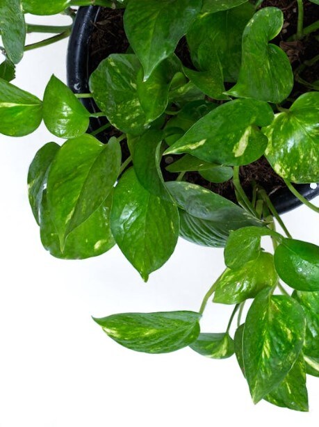 Plants That Can Grow Without Sunlight