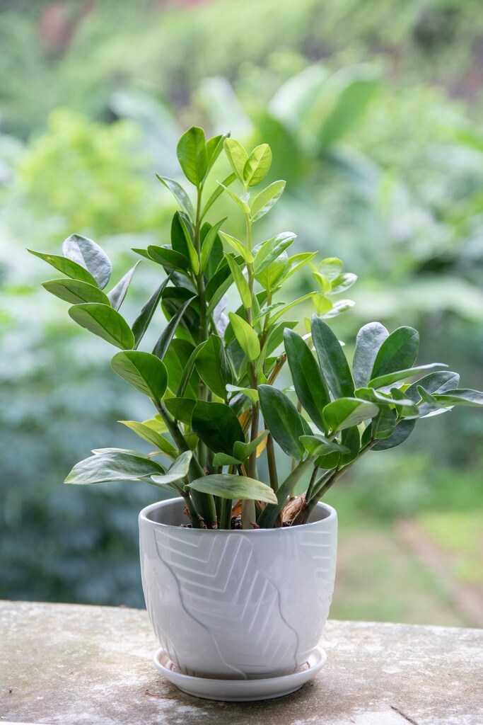 olivenbaum künstlich groß Kunst Olivenbaum Olea Europaea 180cm online kaufen main image 0