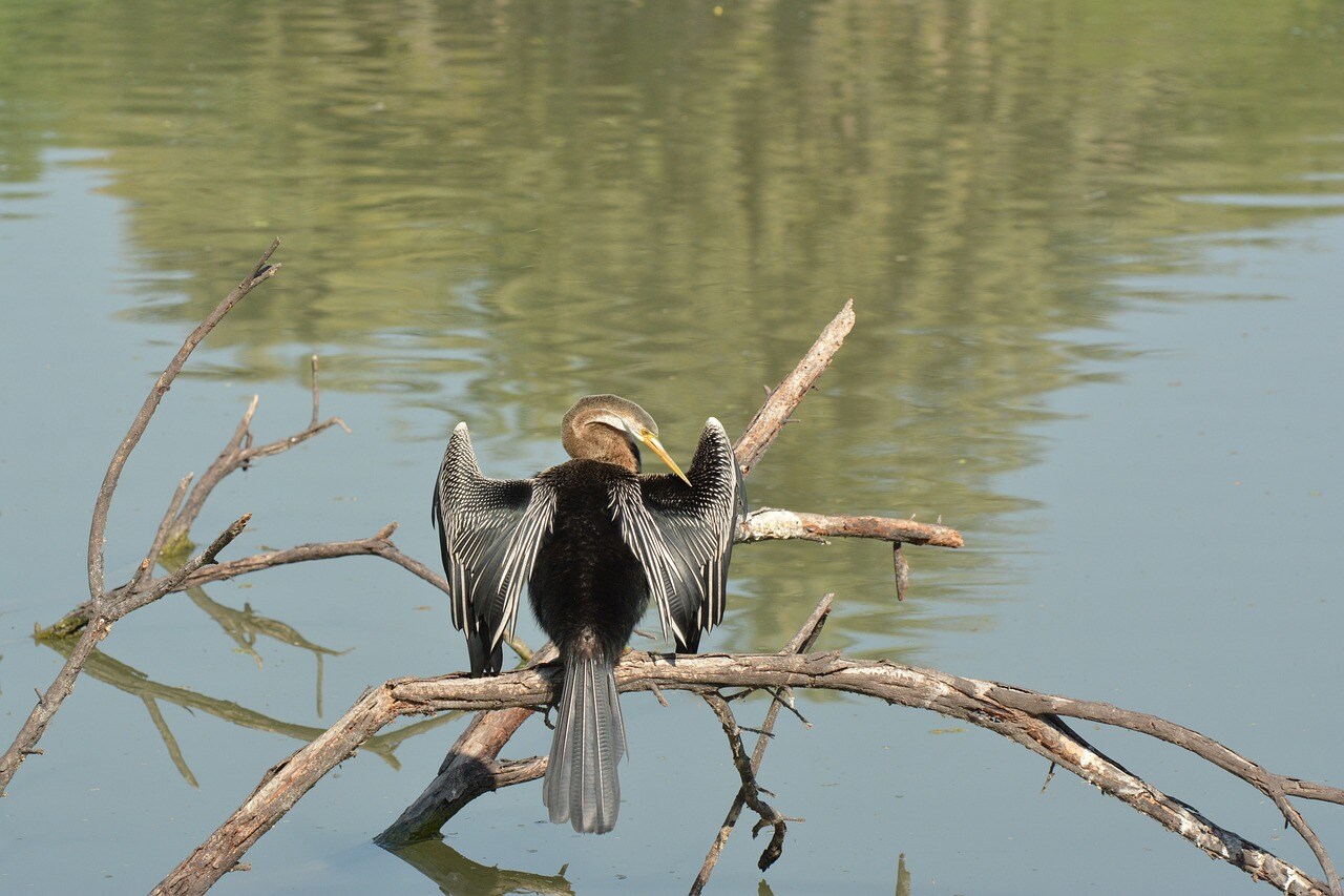 Rare Birds Found In India's Keoladeo National Park, image size:1280x853
