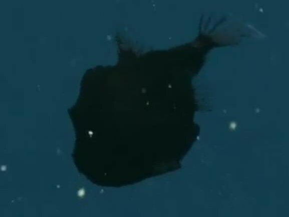 Light Bulb Fish Real