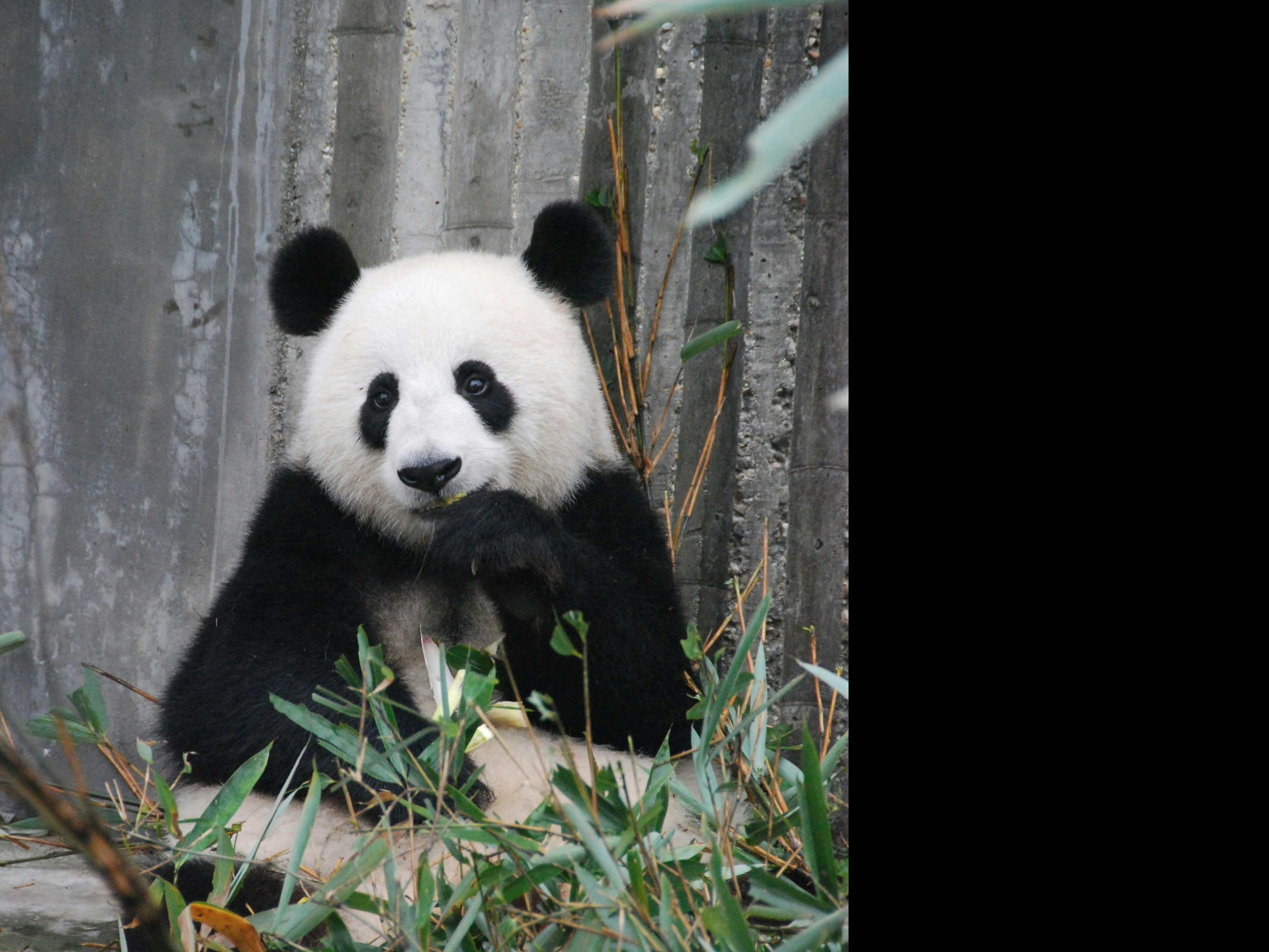 Red Panda vs Giant Panda: What's The Difference