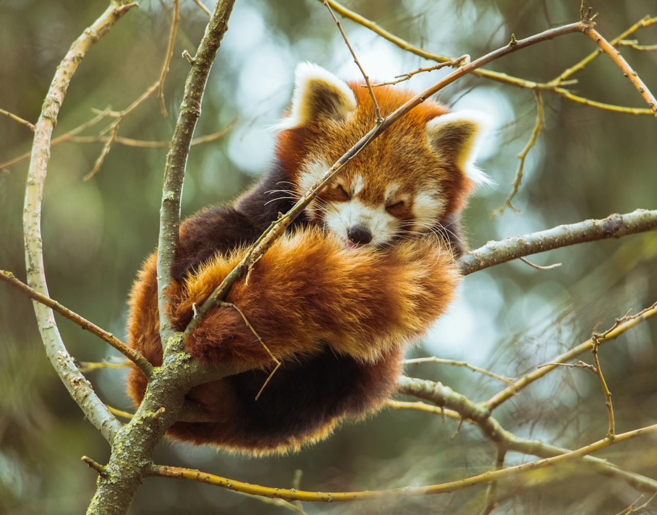 Red Panda vs Giant Panda: What's The Difference