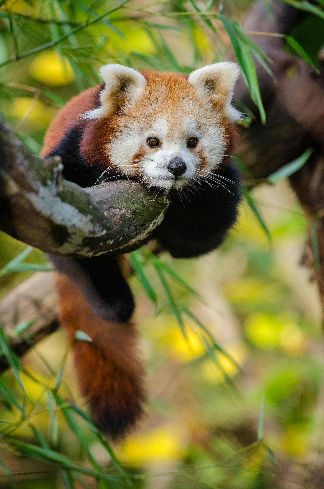 RED PANDA/Tensor　3月3日(最終)までの大幅値下げ！ Red Panda vs Giant Panda: What's The Difference
