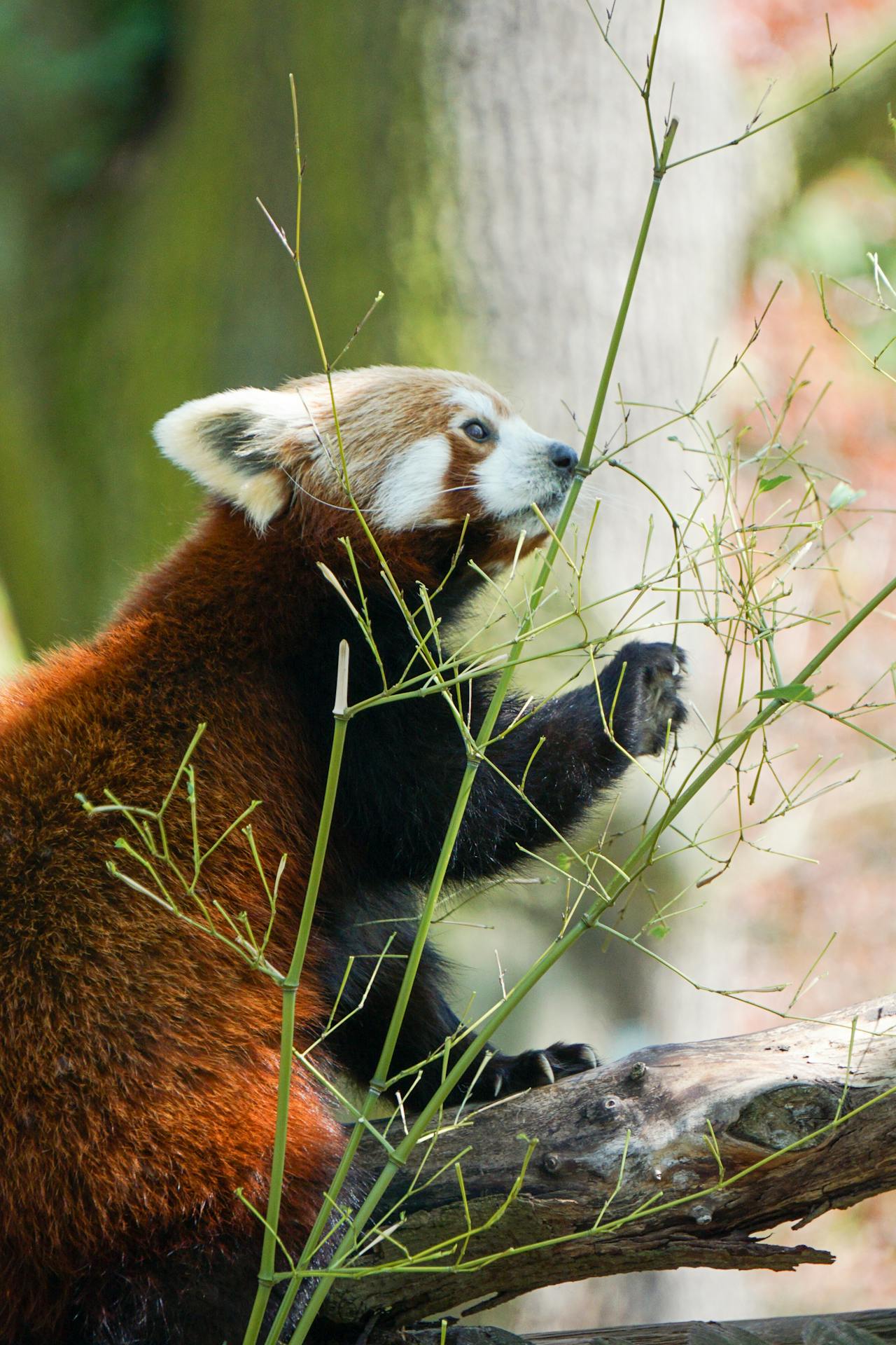 Red Panda vs Giant Panda: What's The Difference