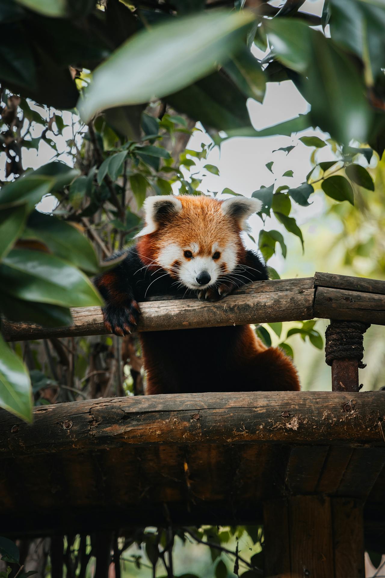 Red Panda vs Giant Panda: What's The Difference