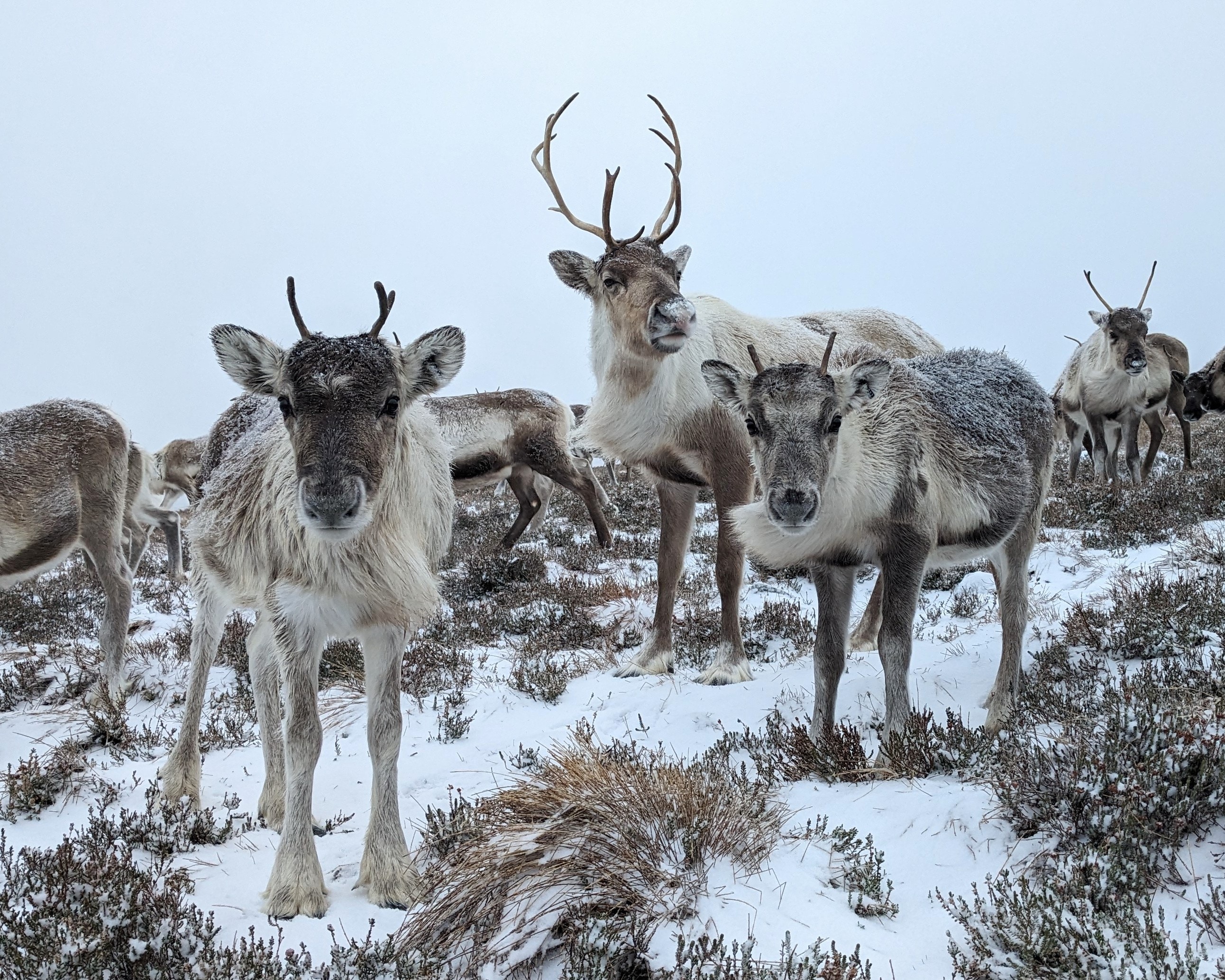 Reindeer vs Deer: What's The Difference