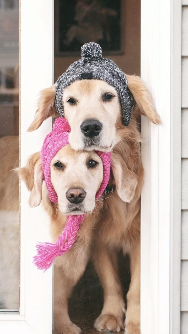Retrievers Ally and Lizzie Play Dress Up