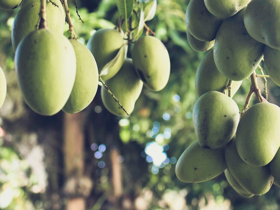 states-that-produce-most-mangoes-in-india