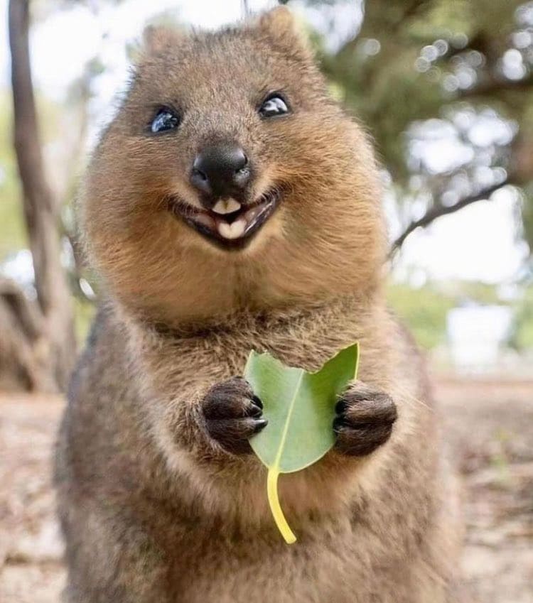 Happy Animals Happy Animals