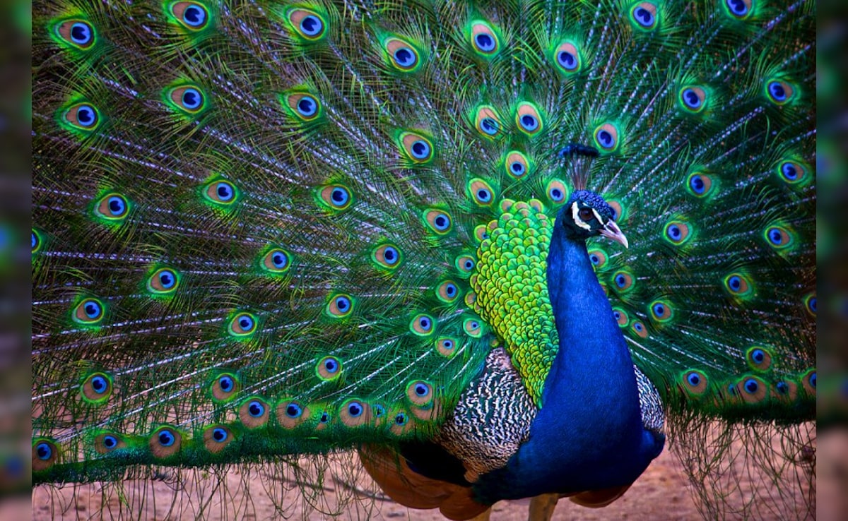 Latest and Breaking News on NDTV