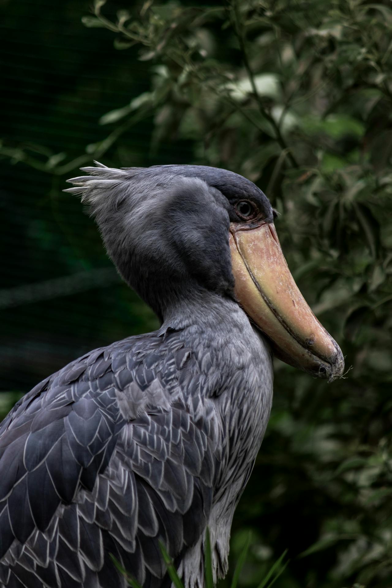 Think Birds Scariest Looking Bird In The World