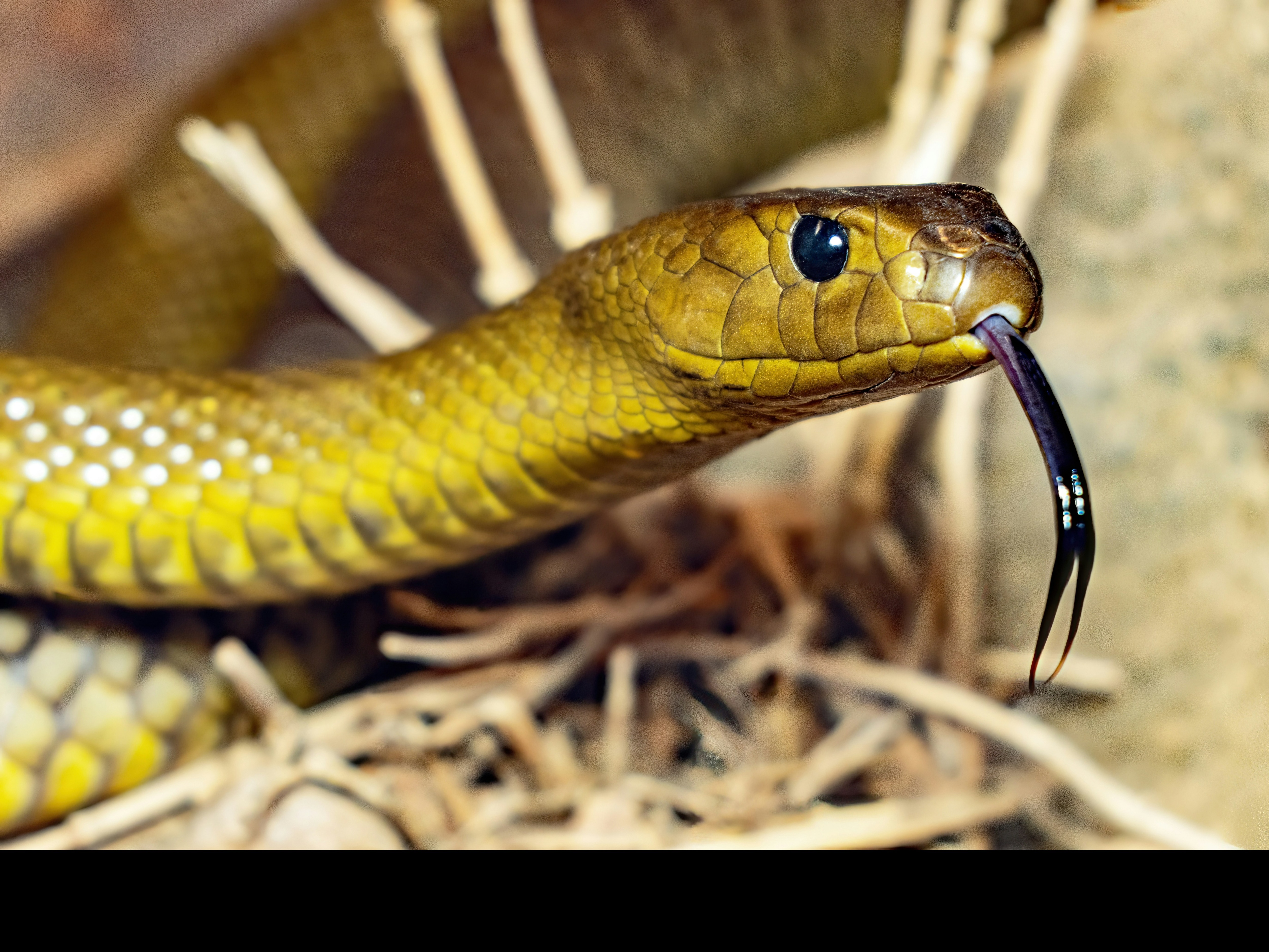 Inland Taipan, Snake Venom, The Snake With The Deadliest Venom
