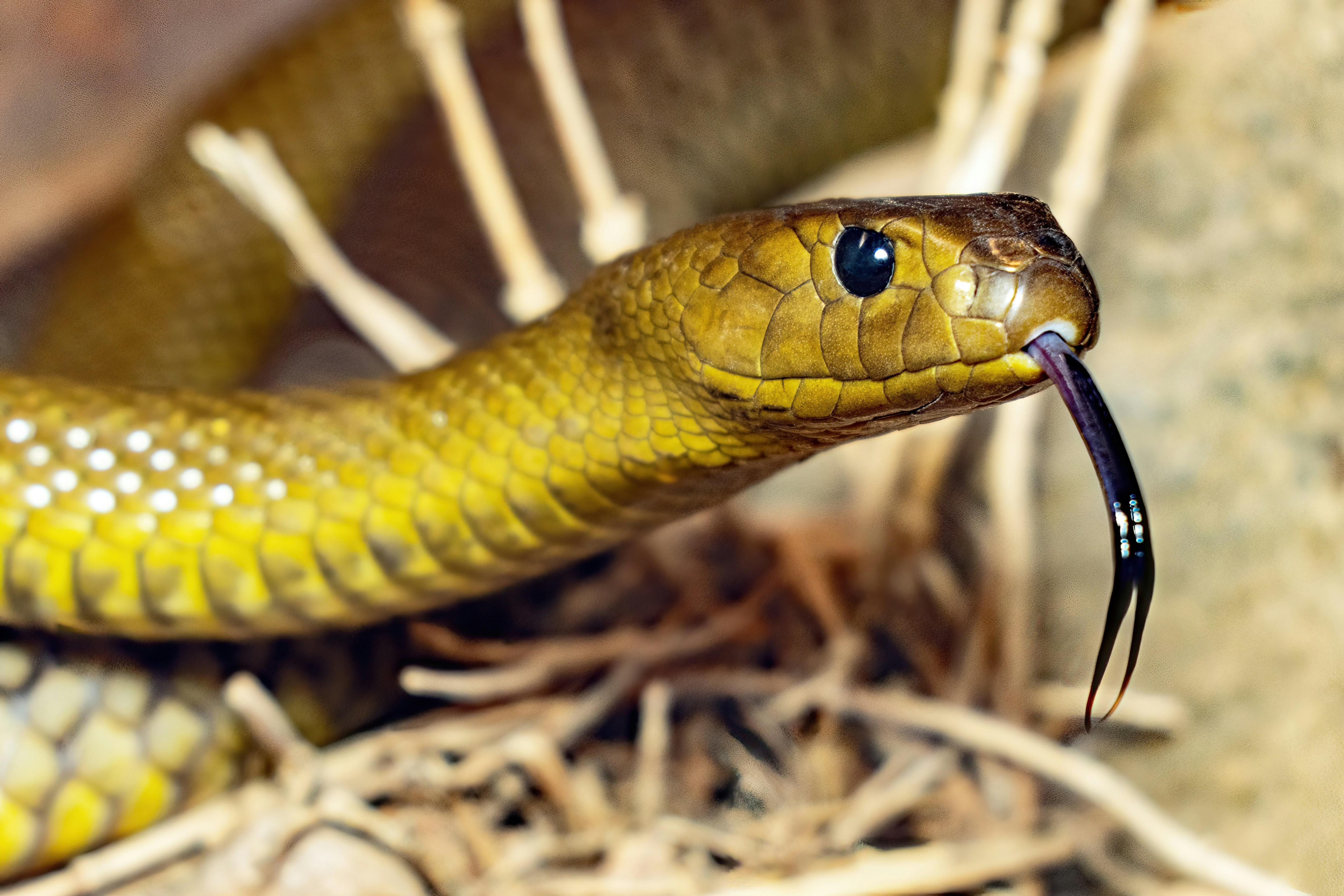 US authorizes one flight for rare antivenom shipment after 9/11 grounding
