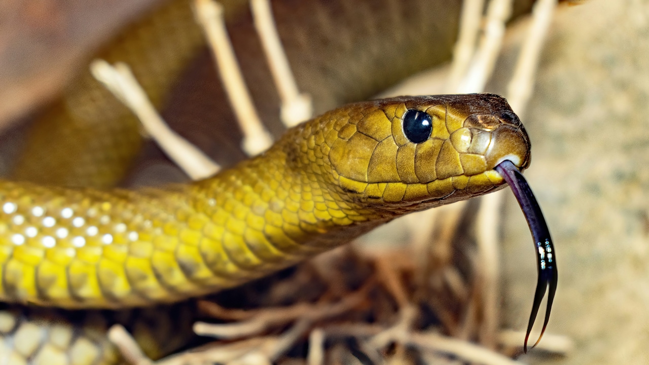 US Grounded All Flights After 9/11. Only 1 Was Allowed For A Snakebite Victim