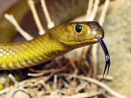 US Grounded All Flights After 9/11. Only 1 Was Allowed For A Snakebite Victim