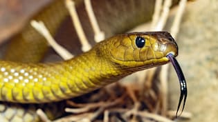 US Grounded All Flights After 9/11. Only 1 Was Allowed For A Snakebite Victim