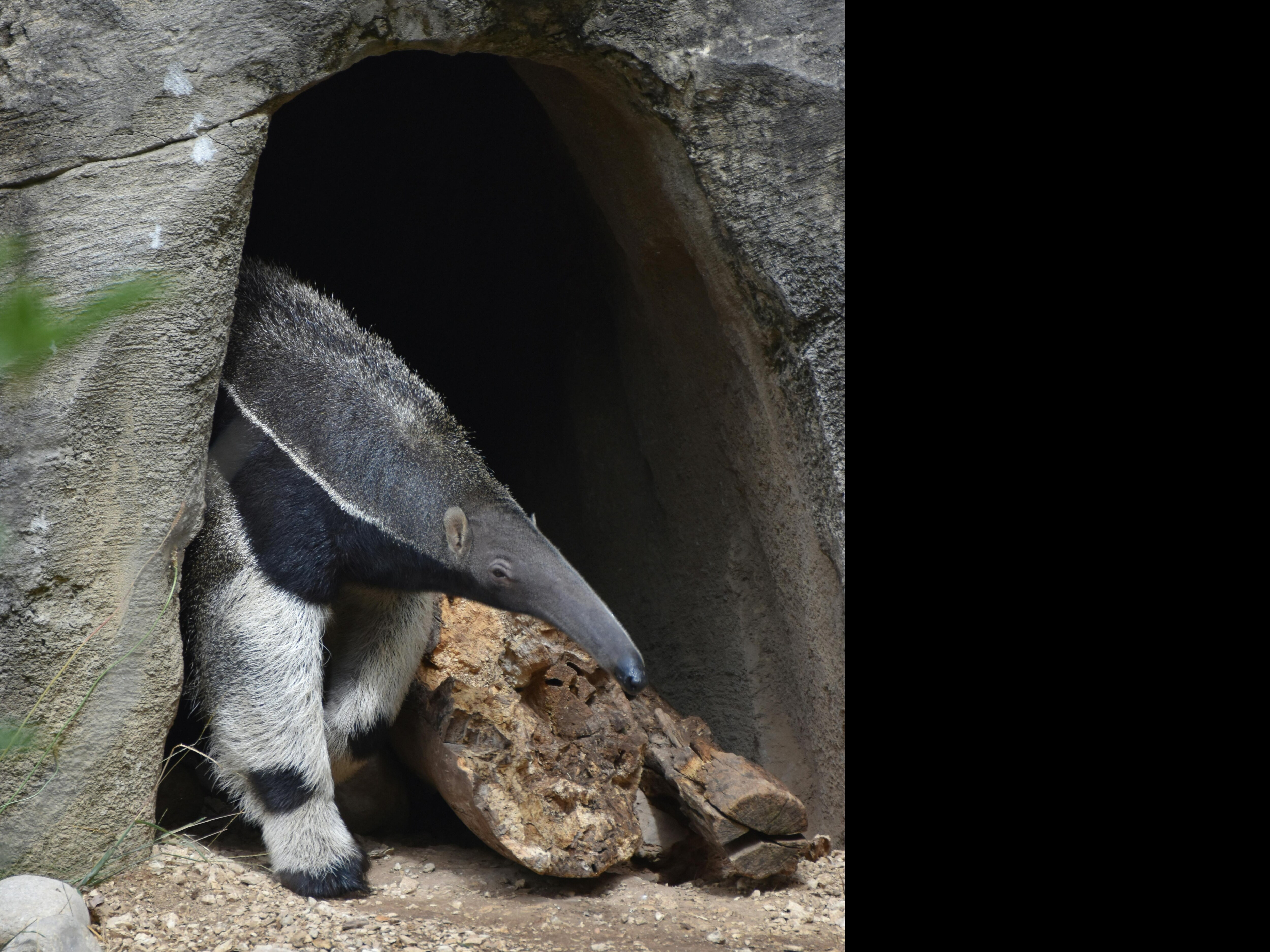 The Toothless Animal That Can Fight Off Pumas
