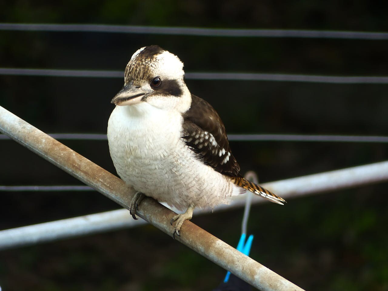 This Bird Is Famous For Its Loud, Laughing Call