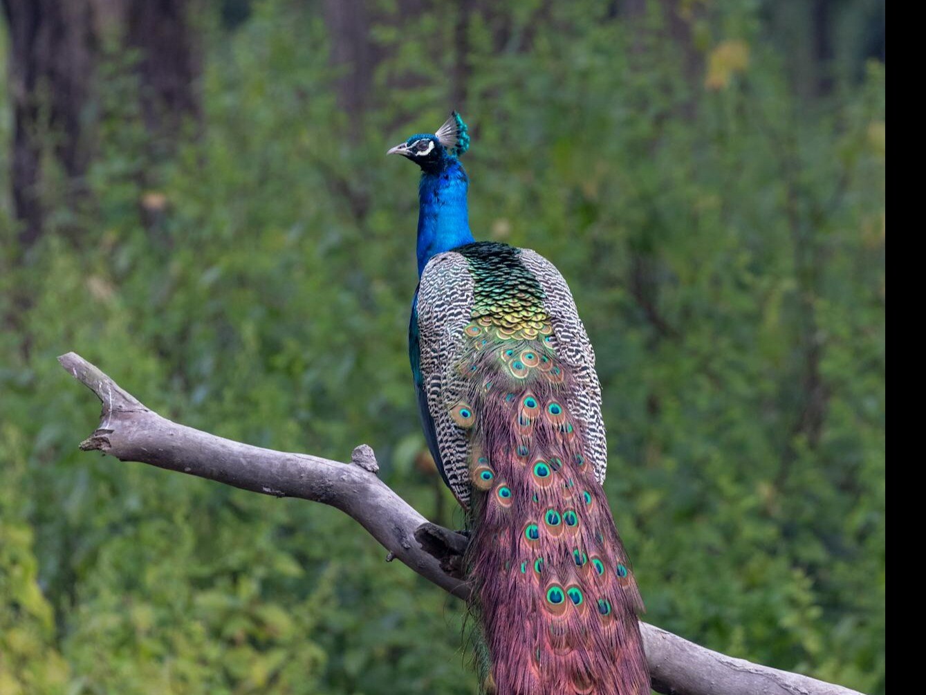 Prancing Bird This Bird Is Known For Incredible Courtship Dance