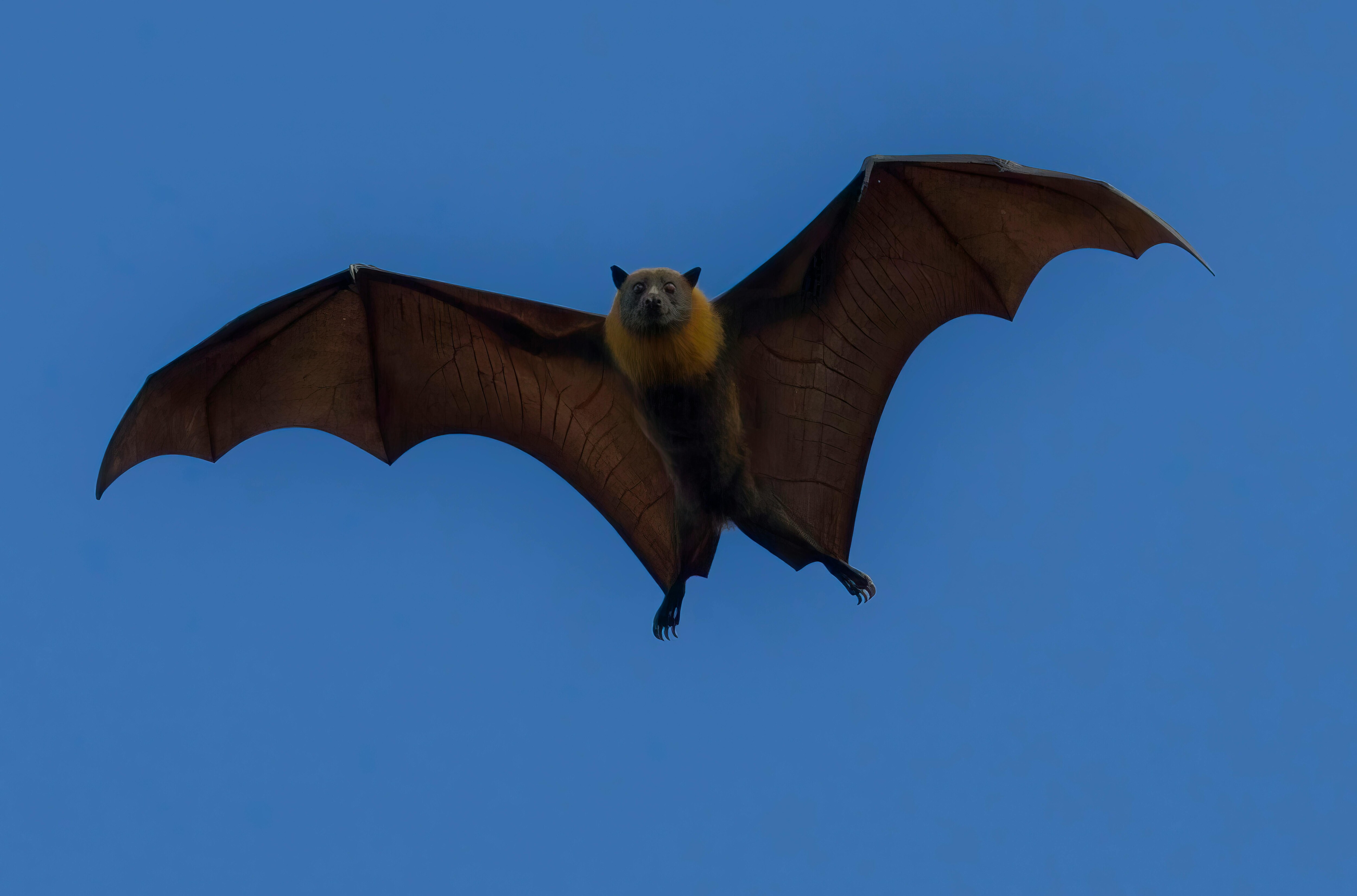 This Flying Mammal Can Fly 30 Km In Night For Food