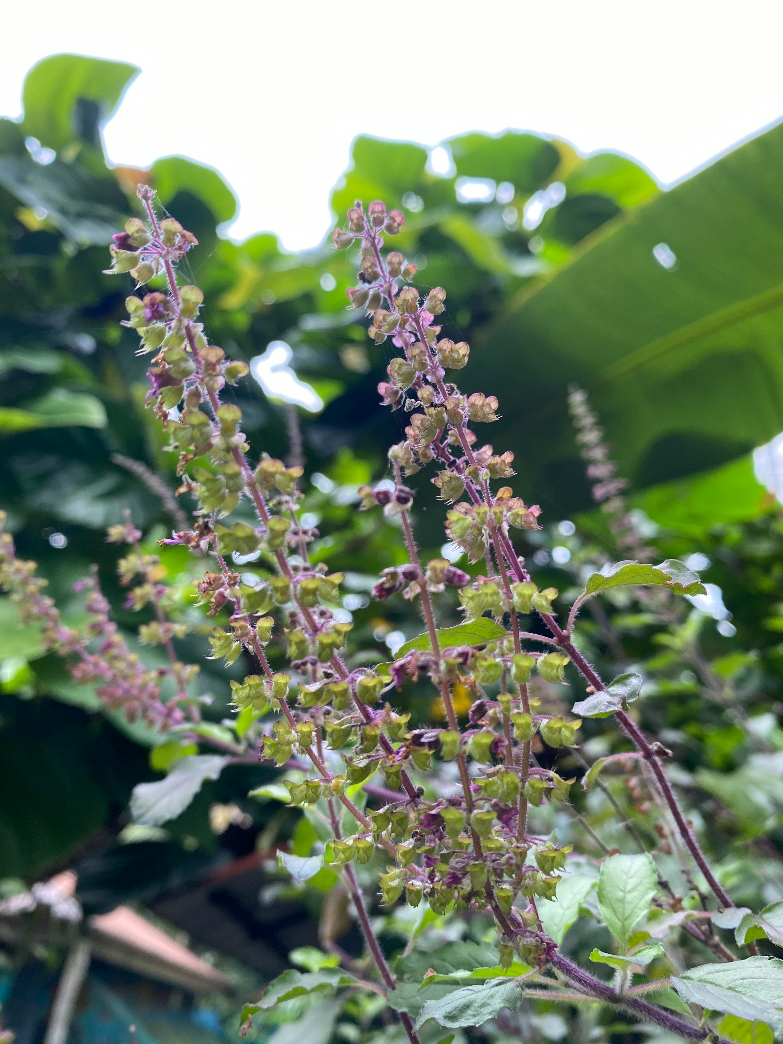 Tips To Care For Your Tulsi Plant