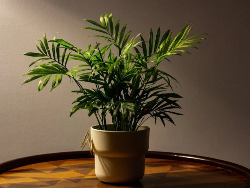Top 10 Indoor Plants For Clean Air