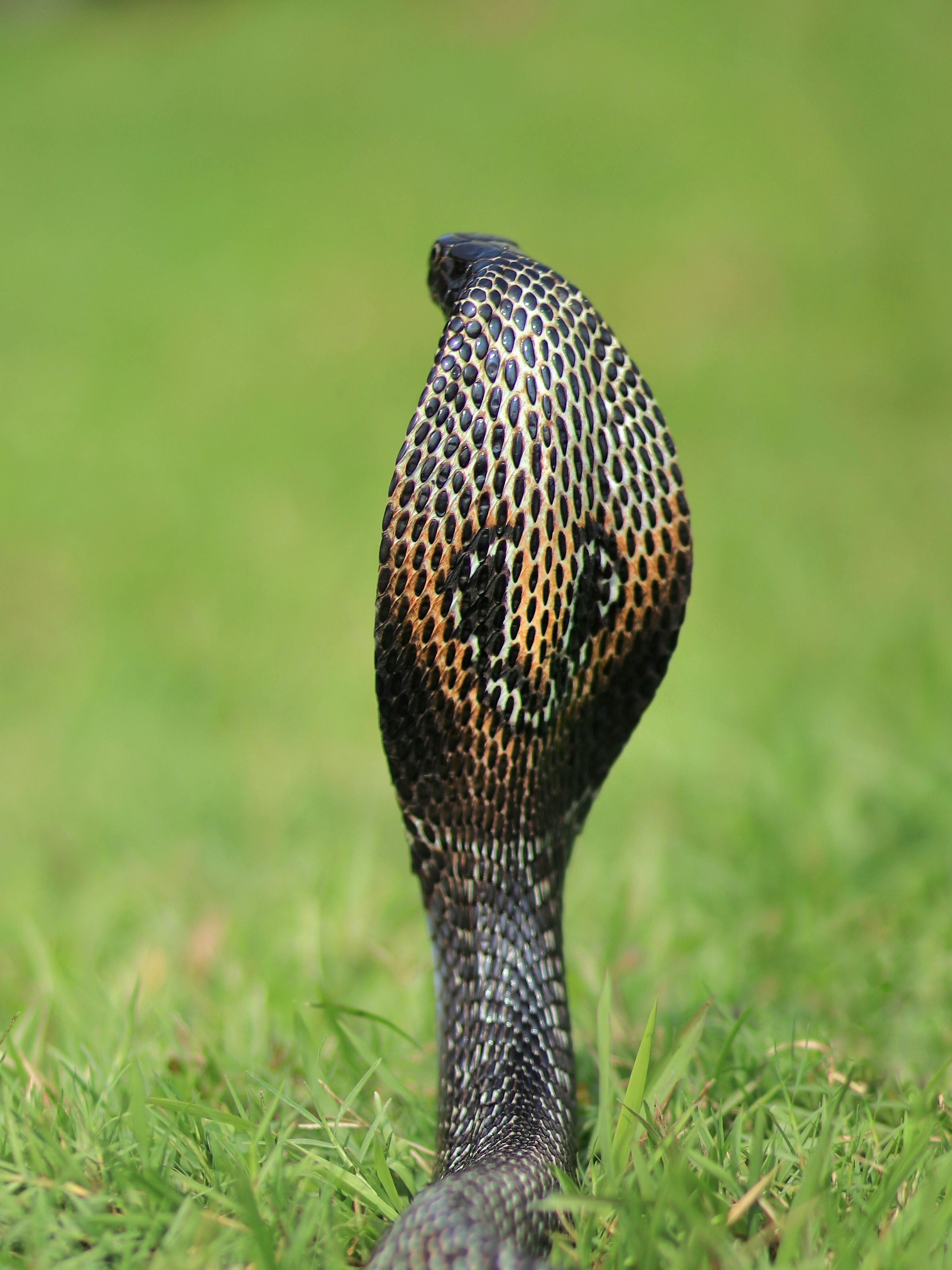 Biggest Snakes In The World Ranked