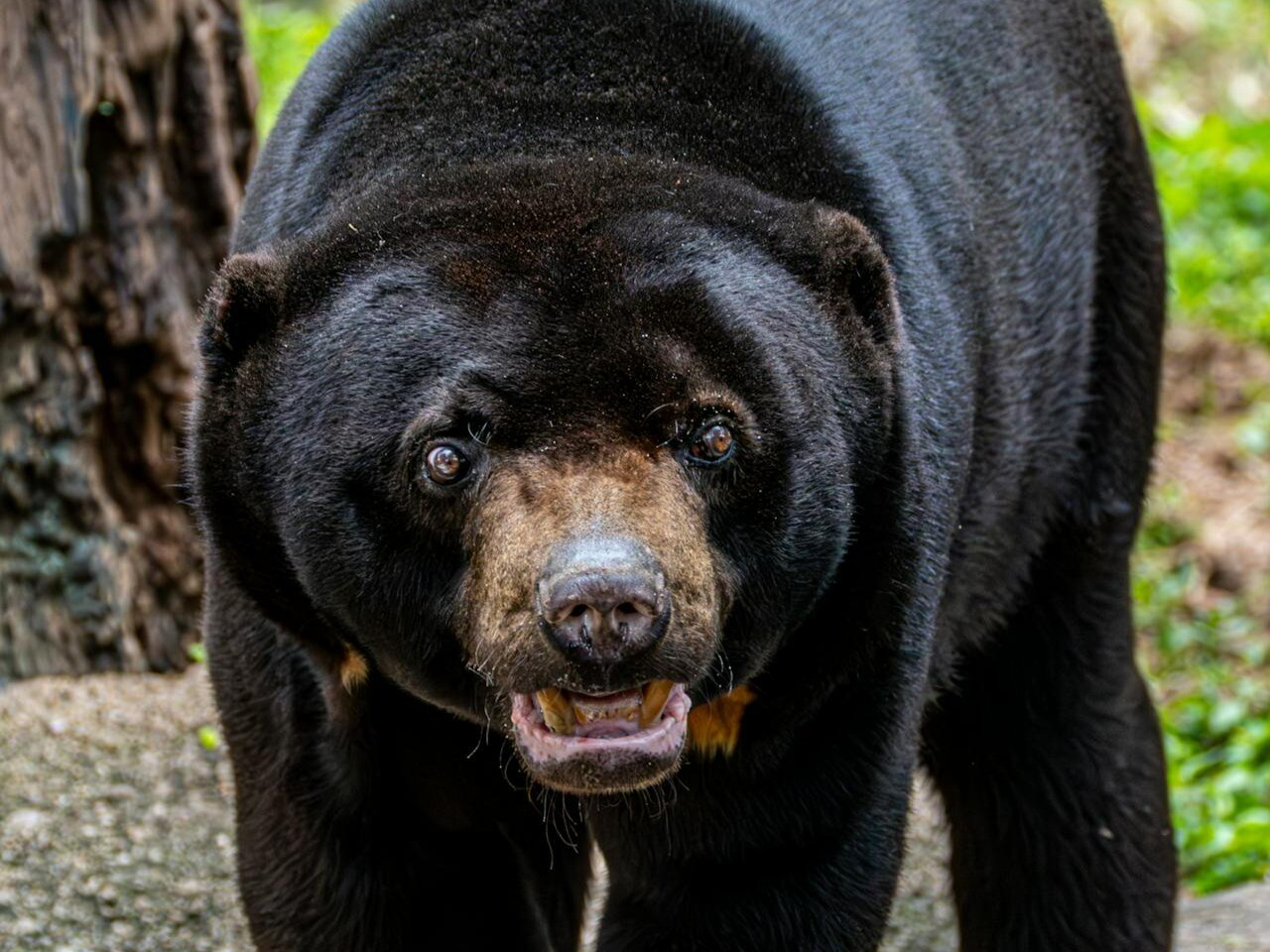 What's The Smallest Bear On Earth