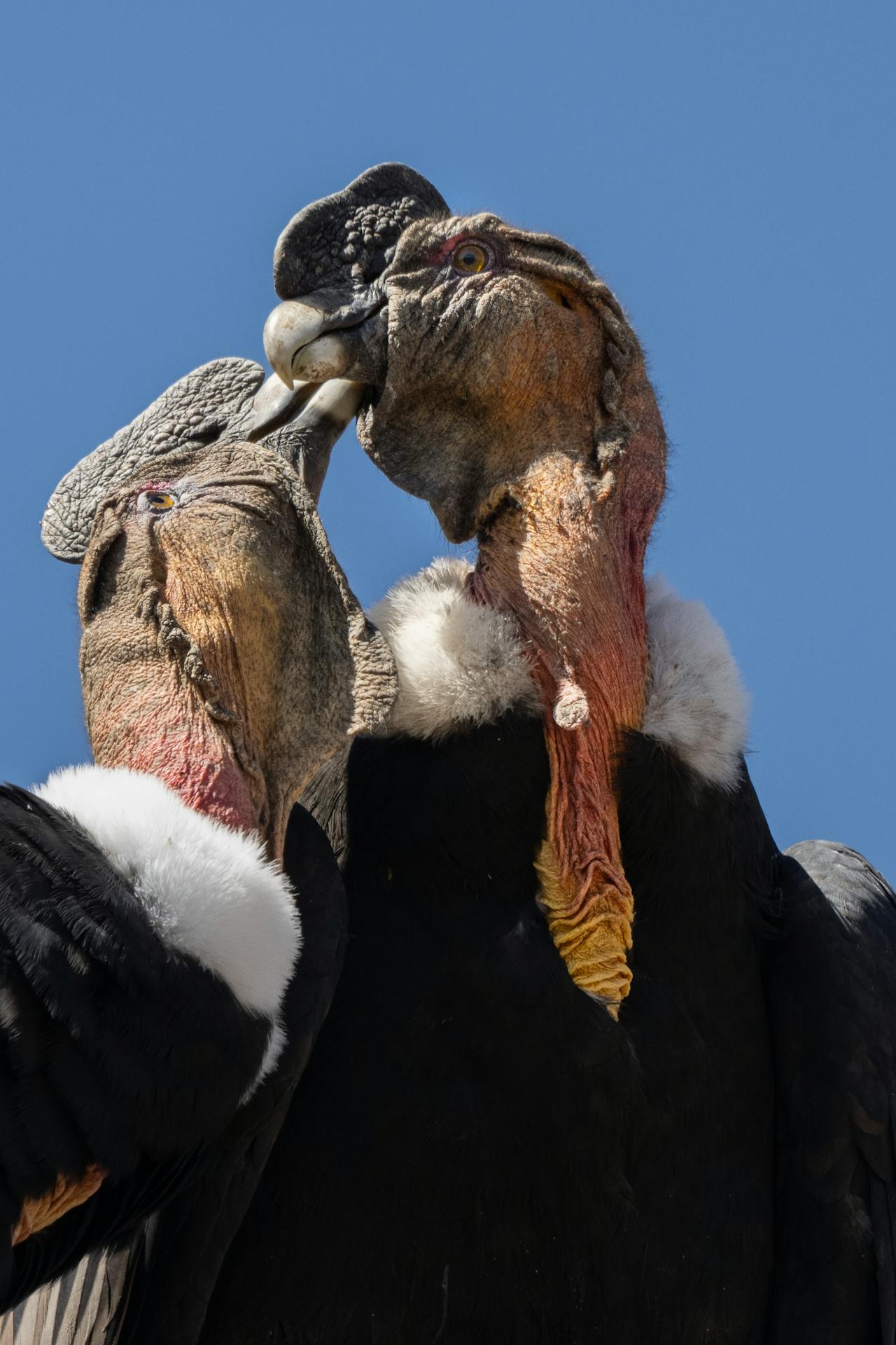 Biggest Bird In The World In Hindi