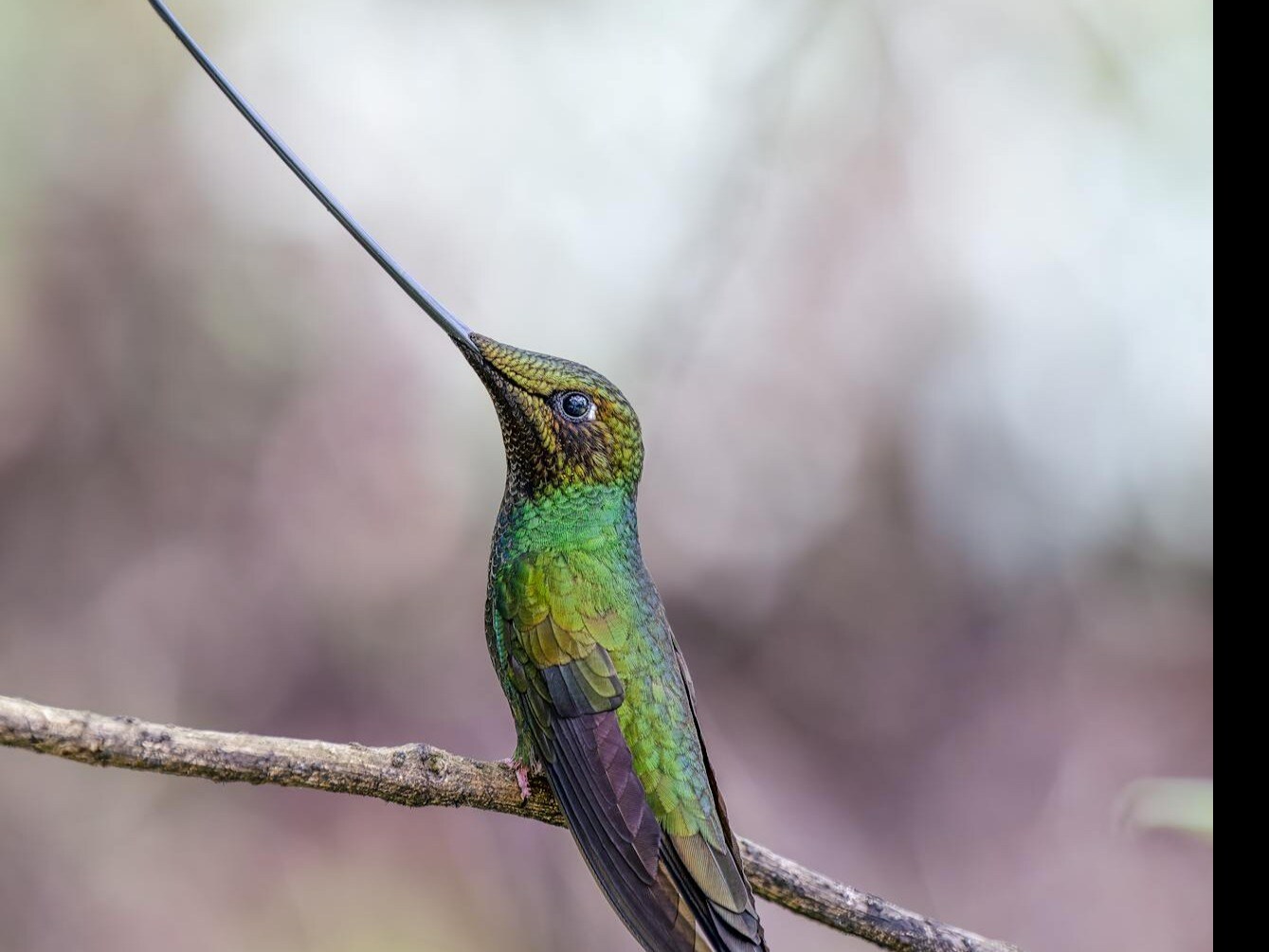 Which Bird Has The Longest Beak