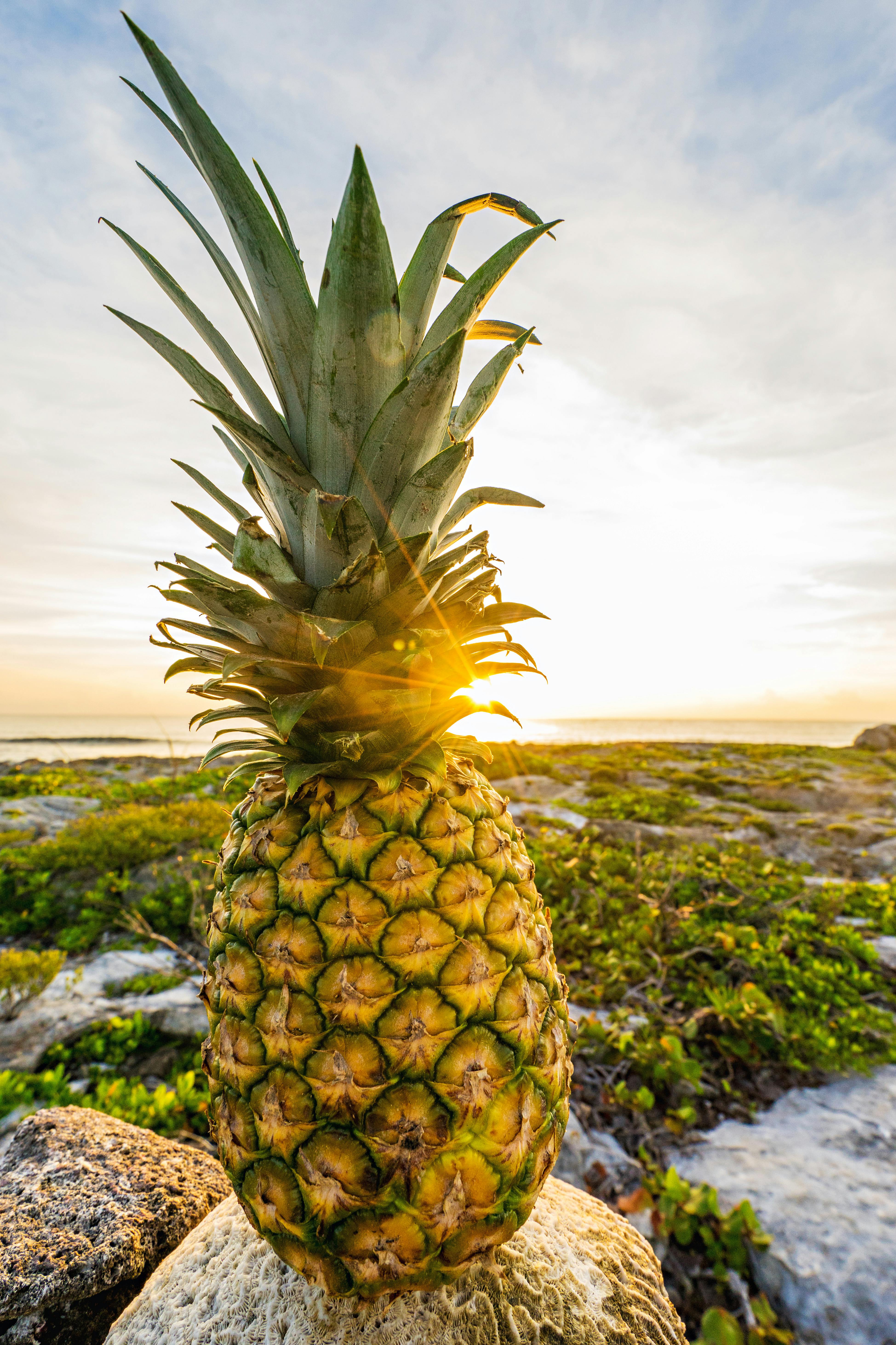pexels-pineapple-supply-co-137119-vxjaixdyvv.jpg