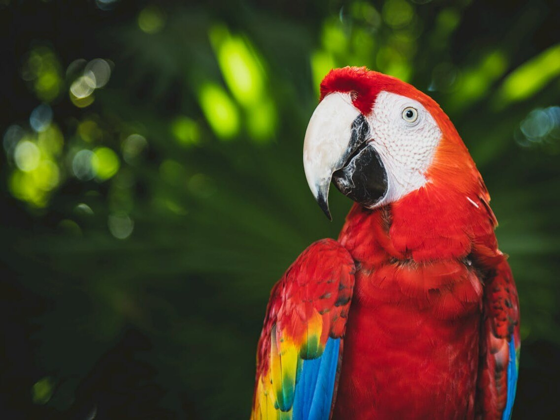 Why Are Tropical Animals So Colourful Why Are Tropical Animals So Colourful