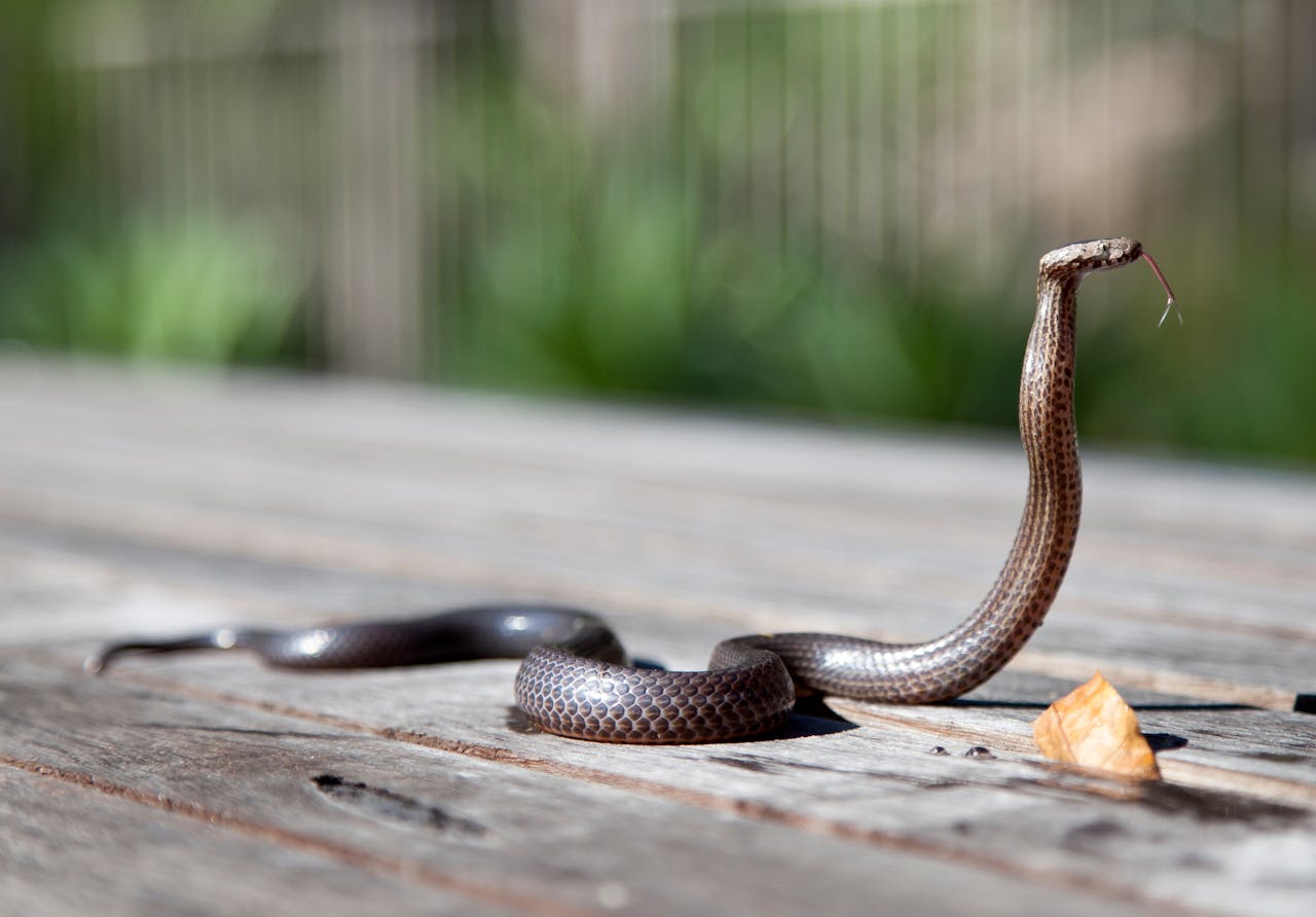 Why Snakes Eat Each Other, image size:1280x892