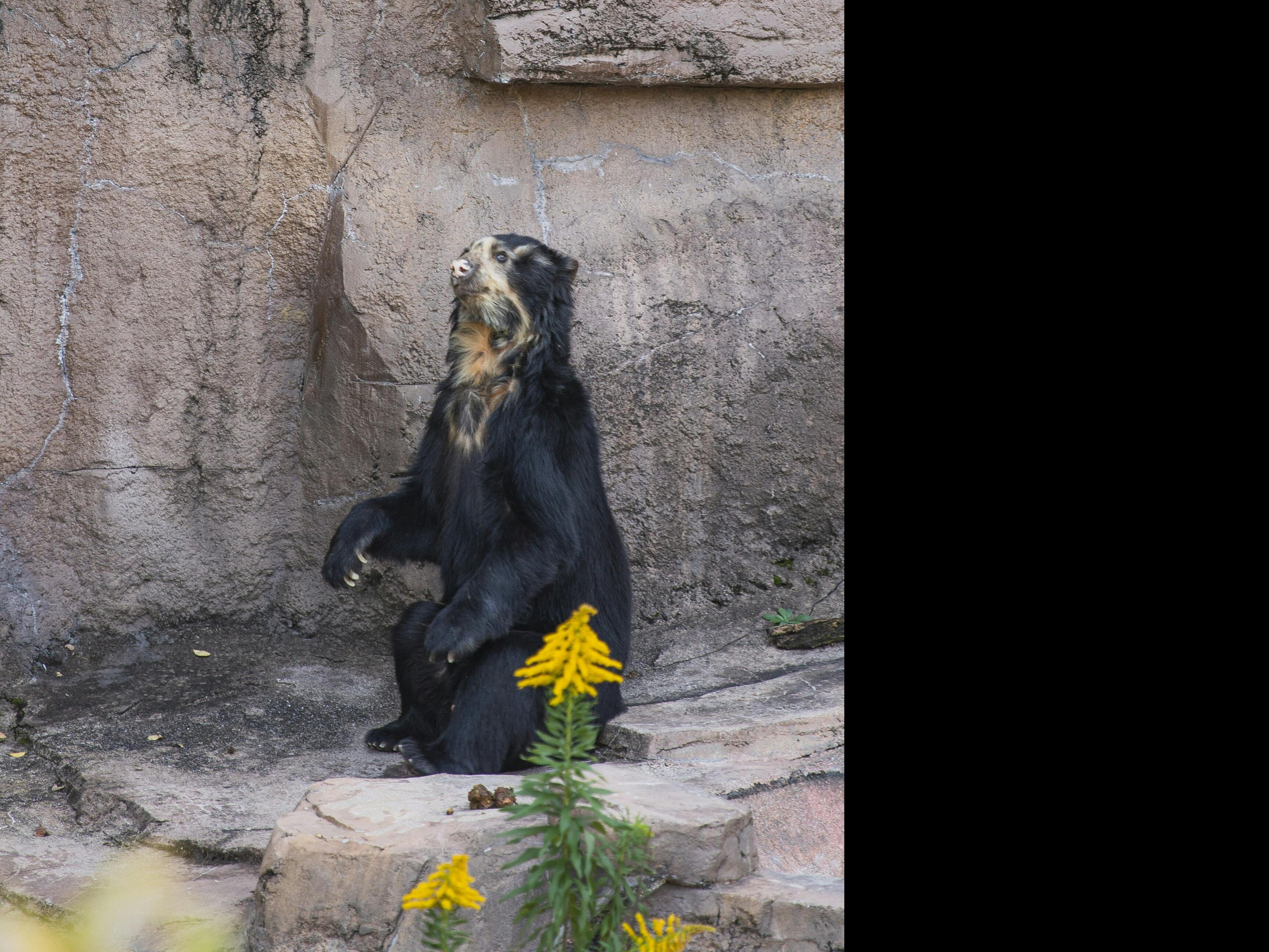 World's Smallest Bear Can Mimic Facial Expressions