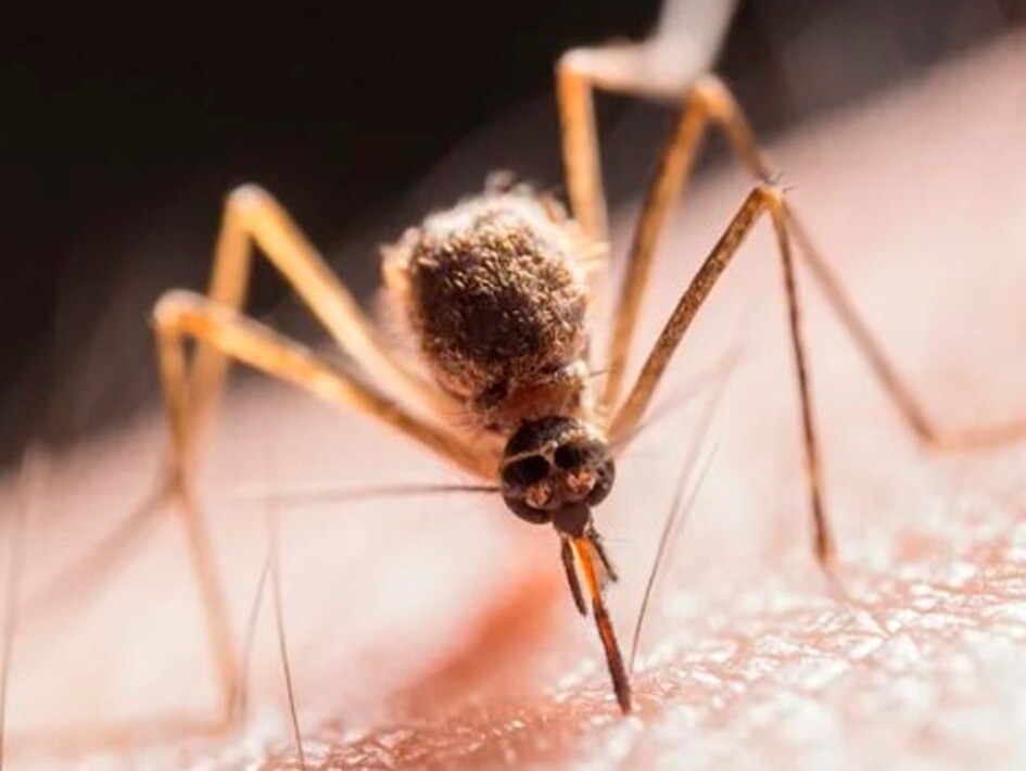 Zika Virus Causes Symptoms And Prevention zika-virus-causes-symptoms-and-prevention