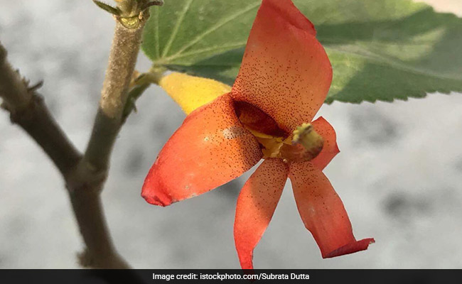 Here's How The Gymnema Plant Could Curb Sugar Cravings