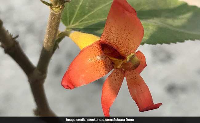 Heres How The Gymnema Plant Could Curb Sugar Cravings