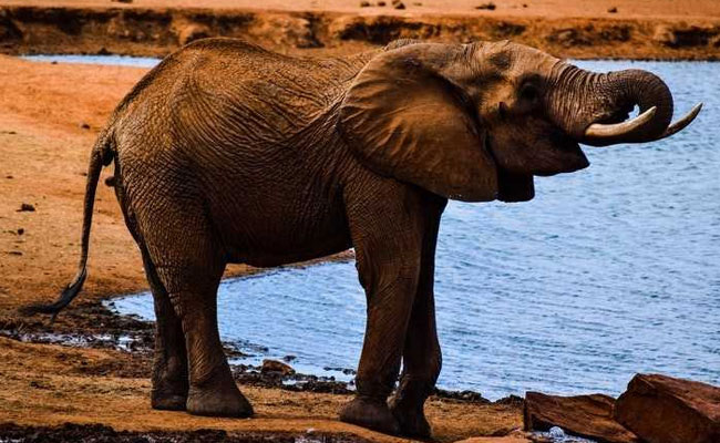 Elephant Stuck In Kerala Flood Rescued After Shutting Dam's Sluice Gates
