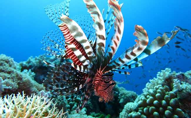 "Soft Gripper" Underwater Robot To Boost Research On Marine Life