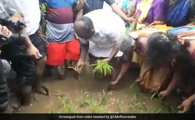 जब किसानों के साथ धान की रोपाई करने खेत में पहुंचे इस राज्य के मुख्यमंत्री, VIDEO हो रहा वायरल