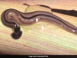 Giant Predatory Worms Invaded France Long Ago, But Scientists Just Noticed Them Giant Predatory Worms Invaded France Long Ago, But Scientists Just Noticed Them