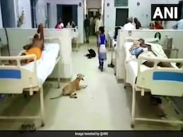 Patients On The Bed, Dogs Under It, In A Hospital Ward In UP's Hardoi Patients On The Bed, Dogs Under It, In A Hospital Ward In UP's Hardoi