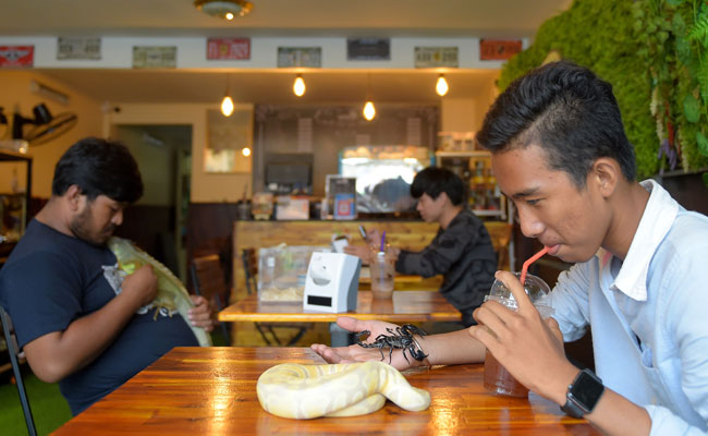Eat With Pythons, Pet Iguanas At This Cambodian Reptile Cafe